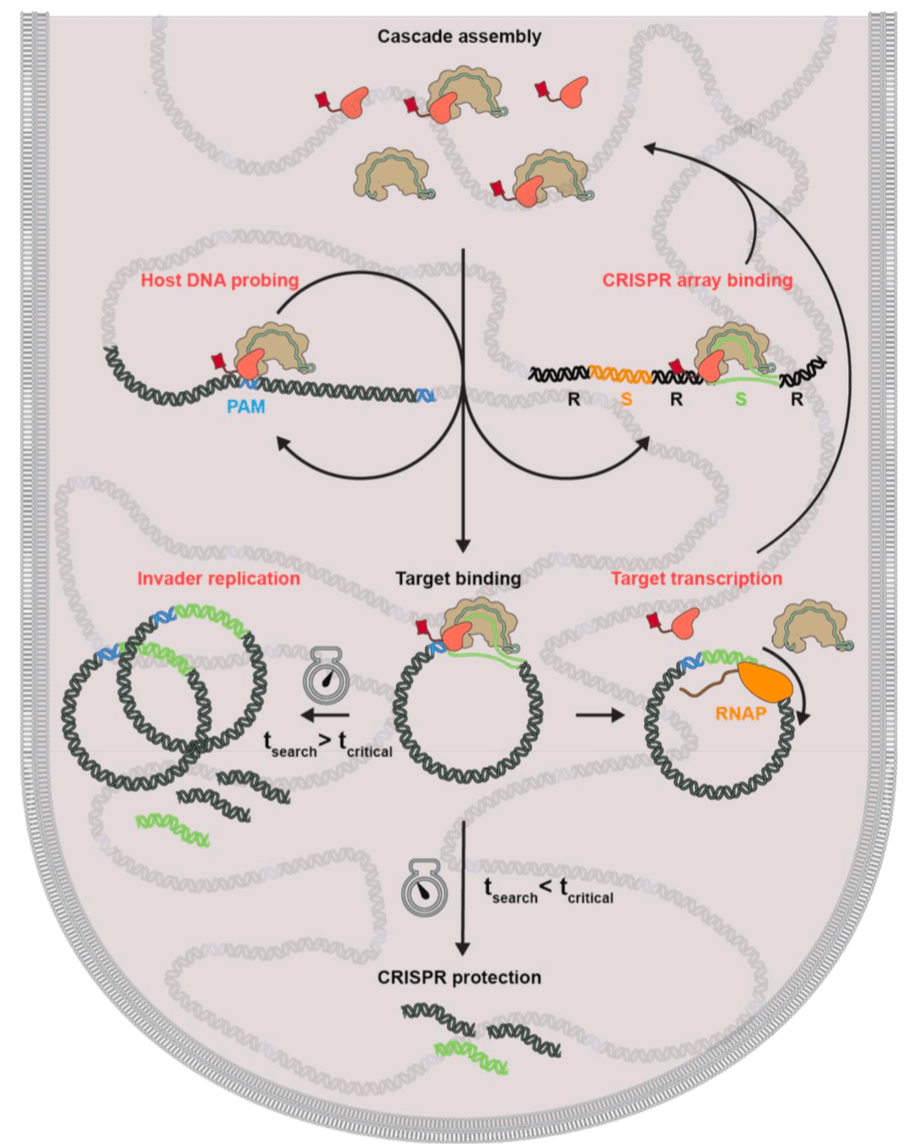 2019_Vink_bioRxiv