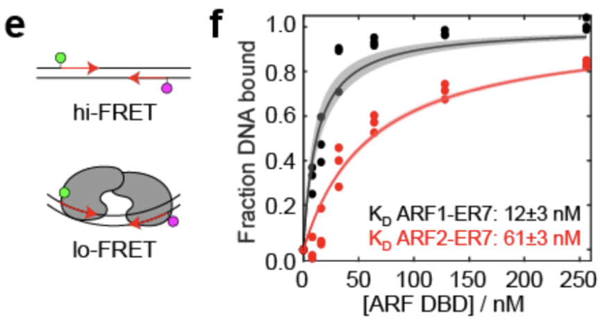 ARF-Marchantia