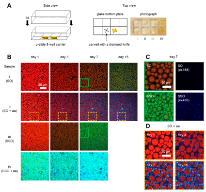 antioxidants-09-01278-g001