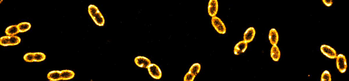 Hohlbein lab – Wageningen